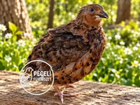Quails — foto 6