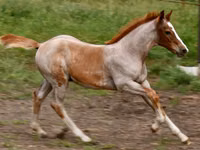 Horse (M), Quarter Horse — photo 4