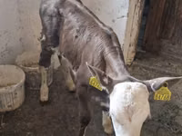 Bovins (lot, sexe non indiqué), Simmental cattle — photo 6