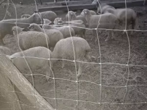 Sheep, Sheep — Hungary