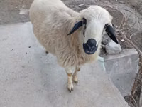 Ram, Sheep — photo 4