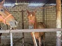 اسب نر, اسب — عکس 1