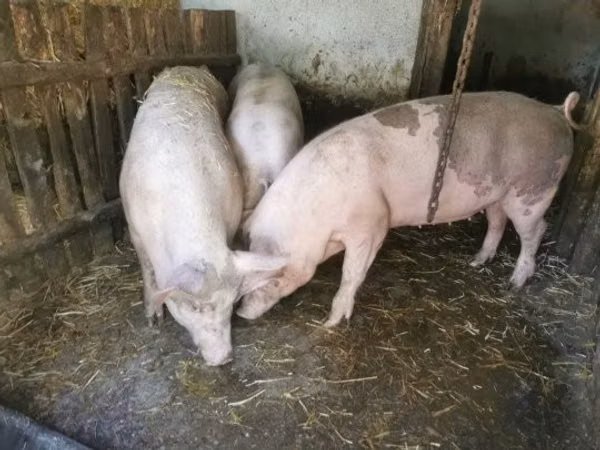 Sow,  — Hungary