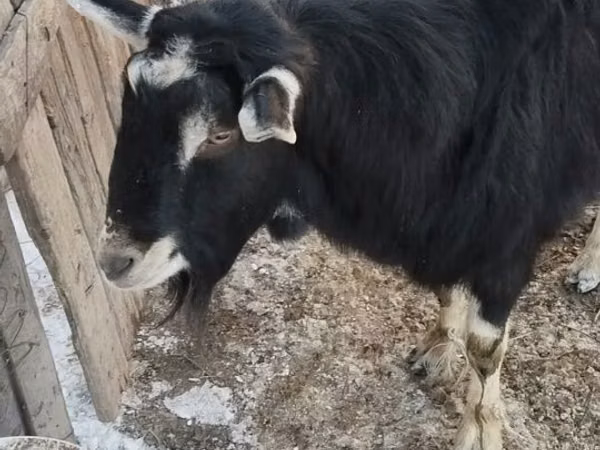 Billy Goat, Alpine goat