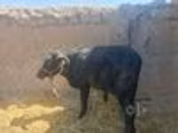 Bull, Cattle — photo 2