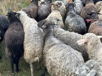 Sheep, Bessarabian sheep — photo 4