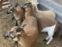 Sheep, Cameroon sheep — photo 1