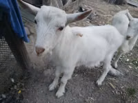Billy Goat, Goats — photo 4