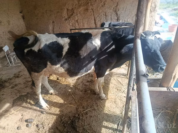 Ko, Russian Black pied cattle — Usbekistan