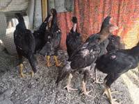 Chickens — عکس 5