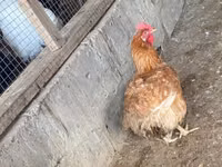 găini Shamo — foto 5