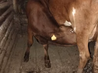 Vacă, Bovine — foto 2