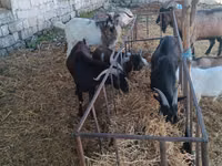 Billy Goat, Nubian Goat — photo 3