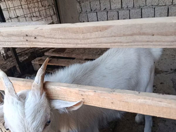Buk, Saanen goat — Usbekistan