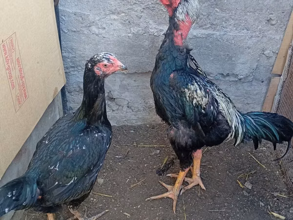 Chickens — Kirgistaan