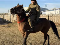 ፈረስ, Horses — ፎቶ 2