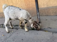 Goat, Nubian Goat — photo 3