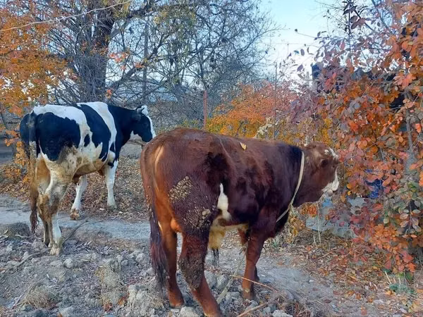 Cattle (batch, sex not specified), Simmental cattle — Uzbekistan