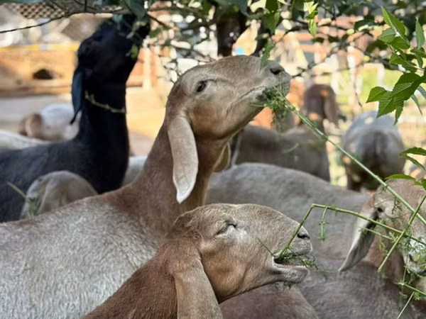 Ram, Arashan sheep — Kyrgyzstan