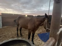 Horse (M), Horses — photo 5
