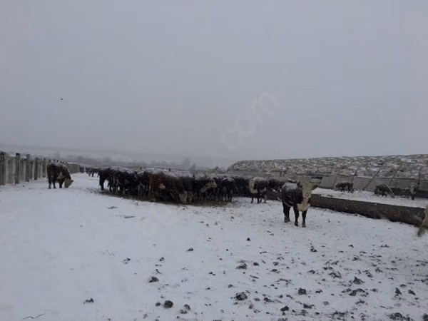 Cow, Hereford — Russia
