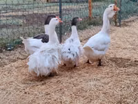 Geese — fotografija 7