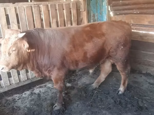 Toro, Simmental cattle — Kazakistan