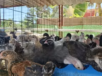 Chickens — foto 2