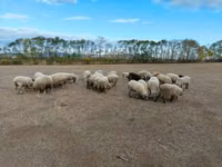 Får, Merino sheep — foto 1