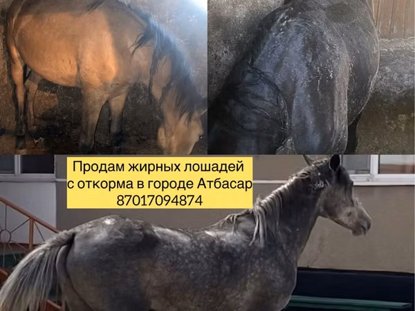 Horses (batch, sex not specified), Horse breed — Kazakhstan