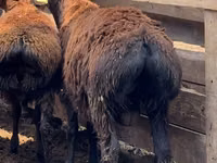 Ram, Sheep — photo 6
