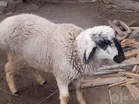 Kambing jantan, Sheep — foto 2