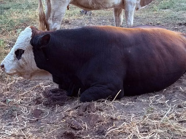 Bull, Swiss cattle — Kazakhstan