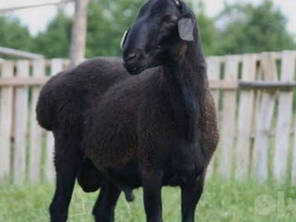 Ram, Sheep — Uzbekistan