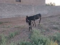 Horse (M), Horses — photo 4