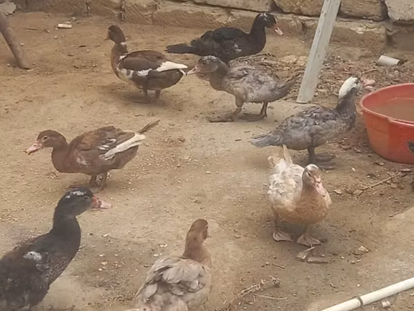 Ducks — Azerbejdżan