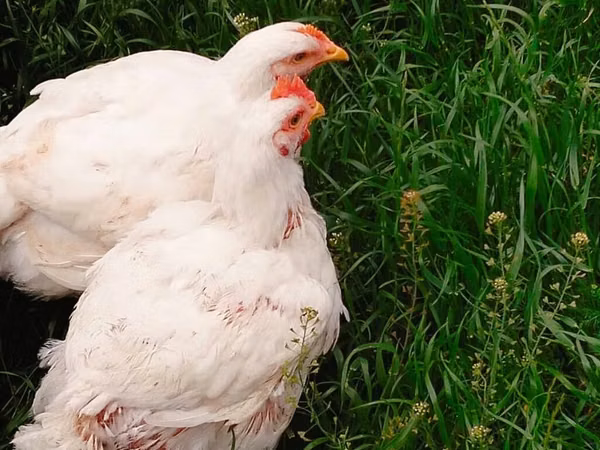 Chickens — جمهوری آذربایجان