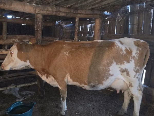 Cow, Simmental cattle — Kazakhstan