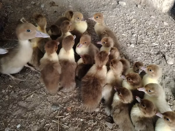 Ducks — Azerbaidjan