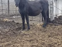 Mare, Horses — photo 1