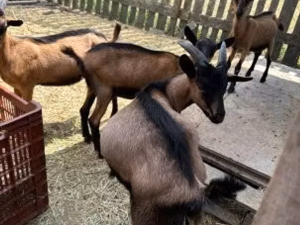 ወንድ ፍየል, Alpine goat — ሀንጋሪ