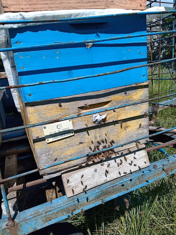 Səyyar arıxana qoşqusu və pətəklər Şəki şəhərində arı və lapet
