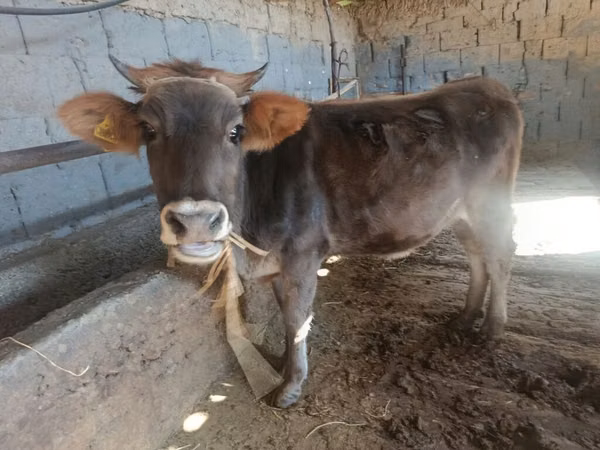 Cow, Swiss cattle