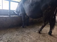 Cow, Cattle — photo 8