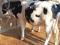 소(암수 미지정, 묶음), Russian Black pied cattle — 사진 1