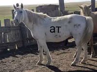 ม้าตัวผู้, Kazakh horse — รูปภาพ 1