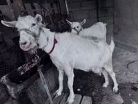 Echki, Saanen goat — 1-rasm