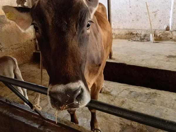Vache, Swiss cattle — Kirghizstan