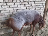 Montone, Arashan sheep — foto 1
