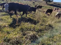 Toro, Mucca kazaka a testa bianca — foto 5